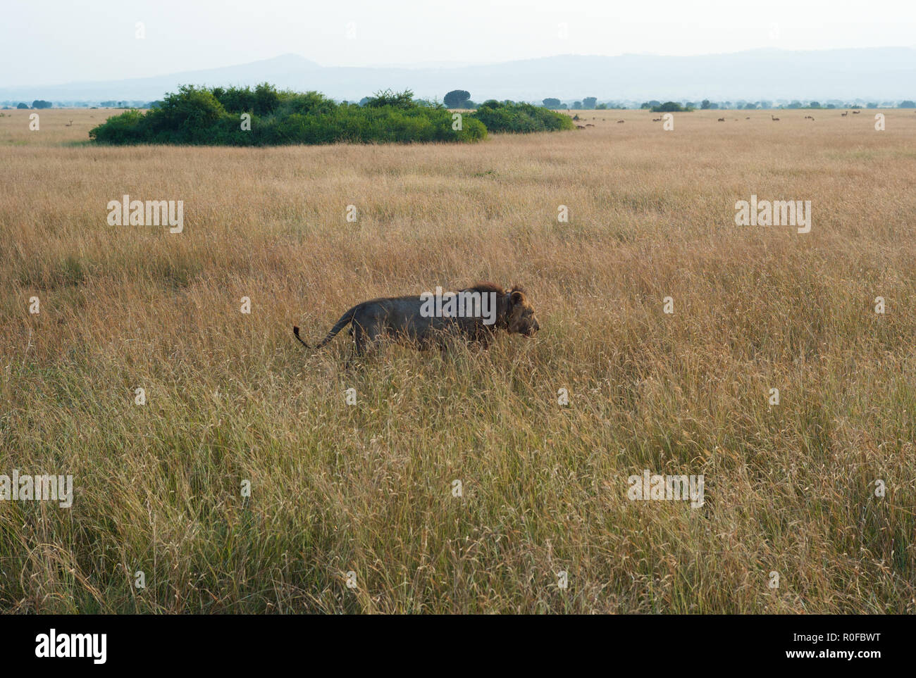 A Male Lion Stalking through High, Golden Grass in Uganda Stock Photo