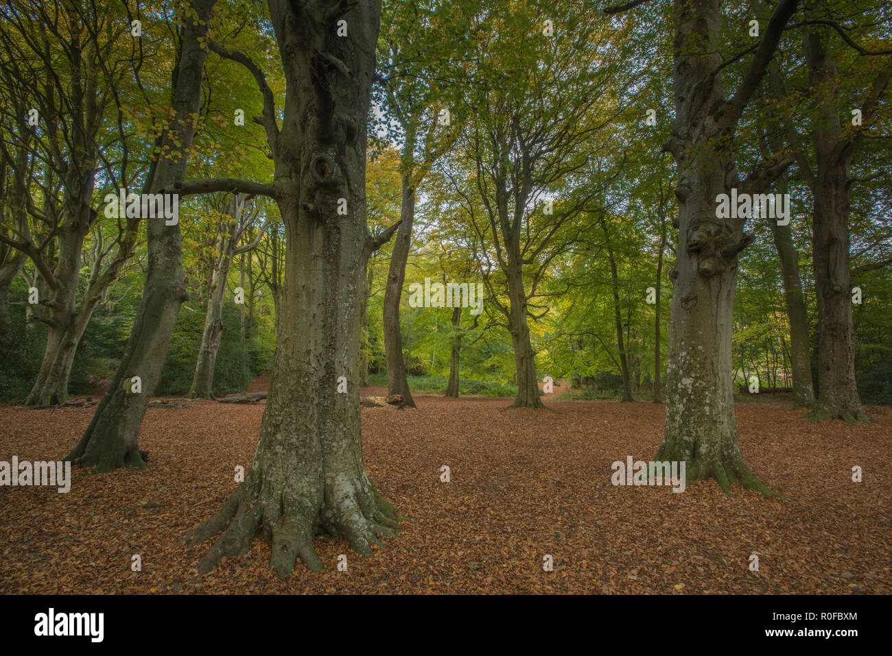 Borthwood copse hi-res stock photography and images - Alamy