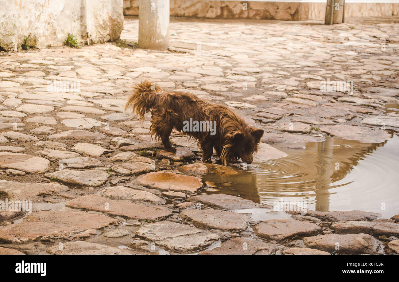 Thirsty stray dog drinks dirty water from a brown puddle on cobbled streets of an historic small town of Colombia Stock Photo