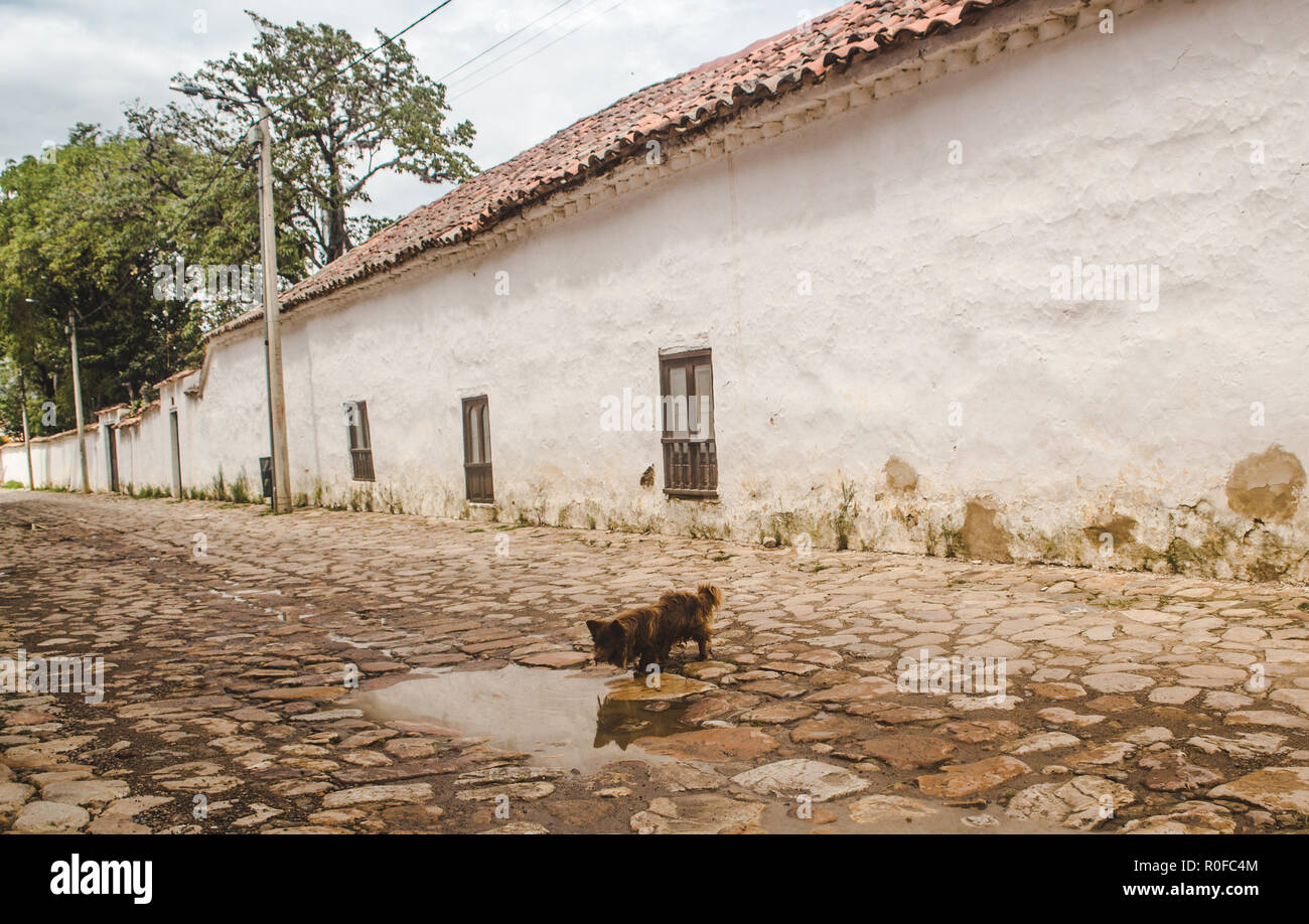 Thirsty stray dog drinks dirty water from a brown puddle on cobbled streets of an historic small town of Colombia Stock Photo