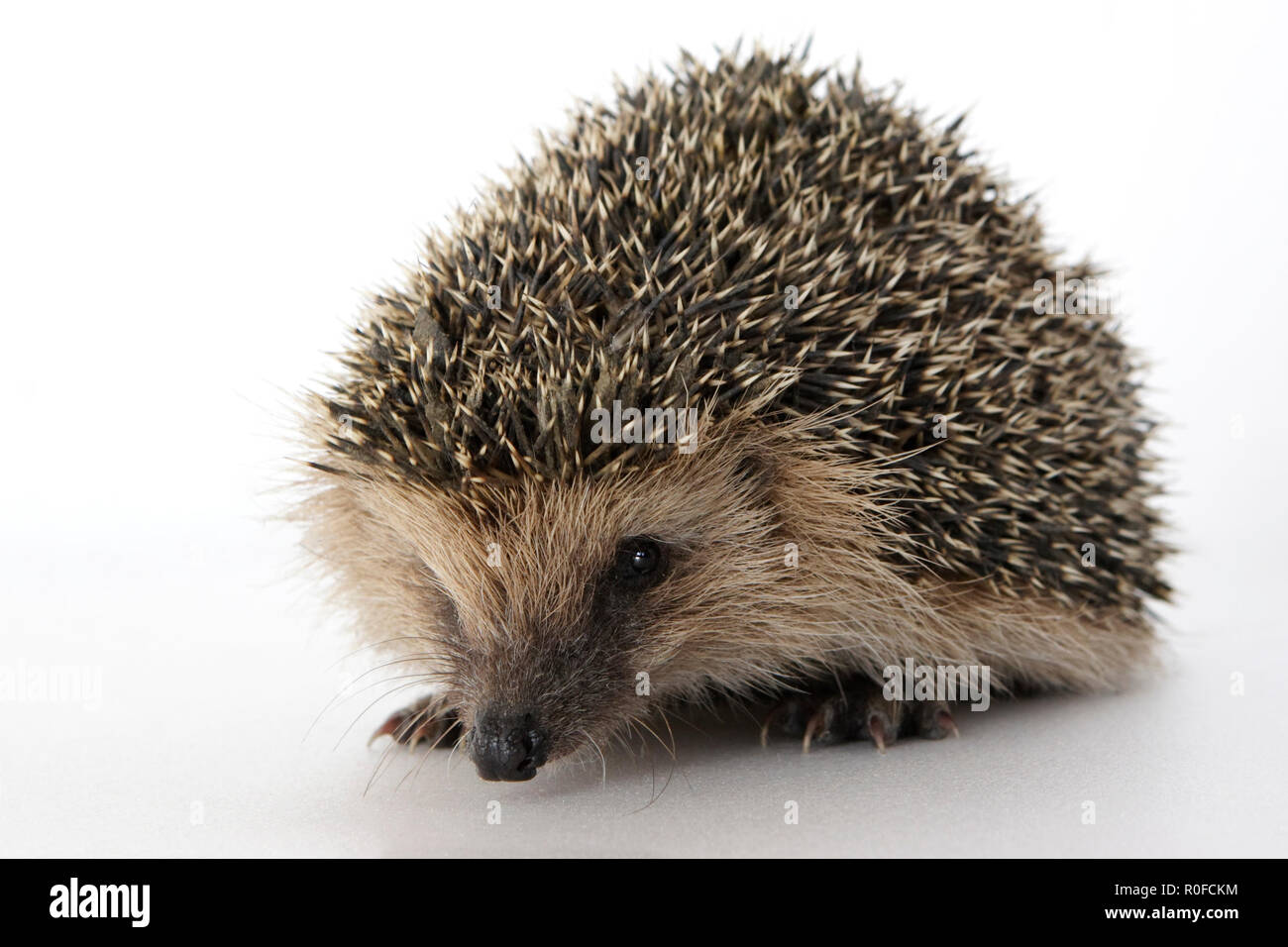 An hedgehog on white background Stock Photo