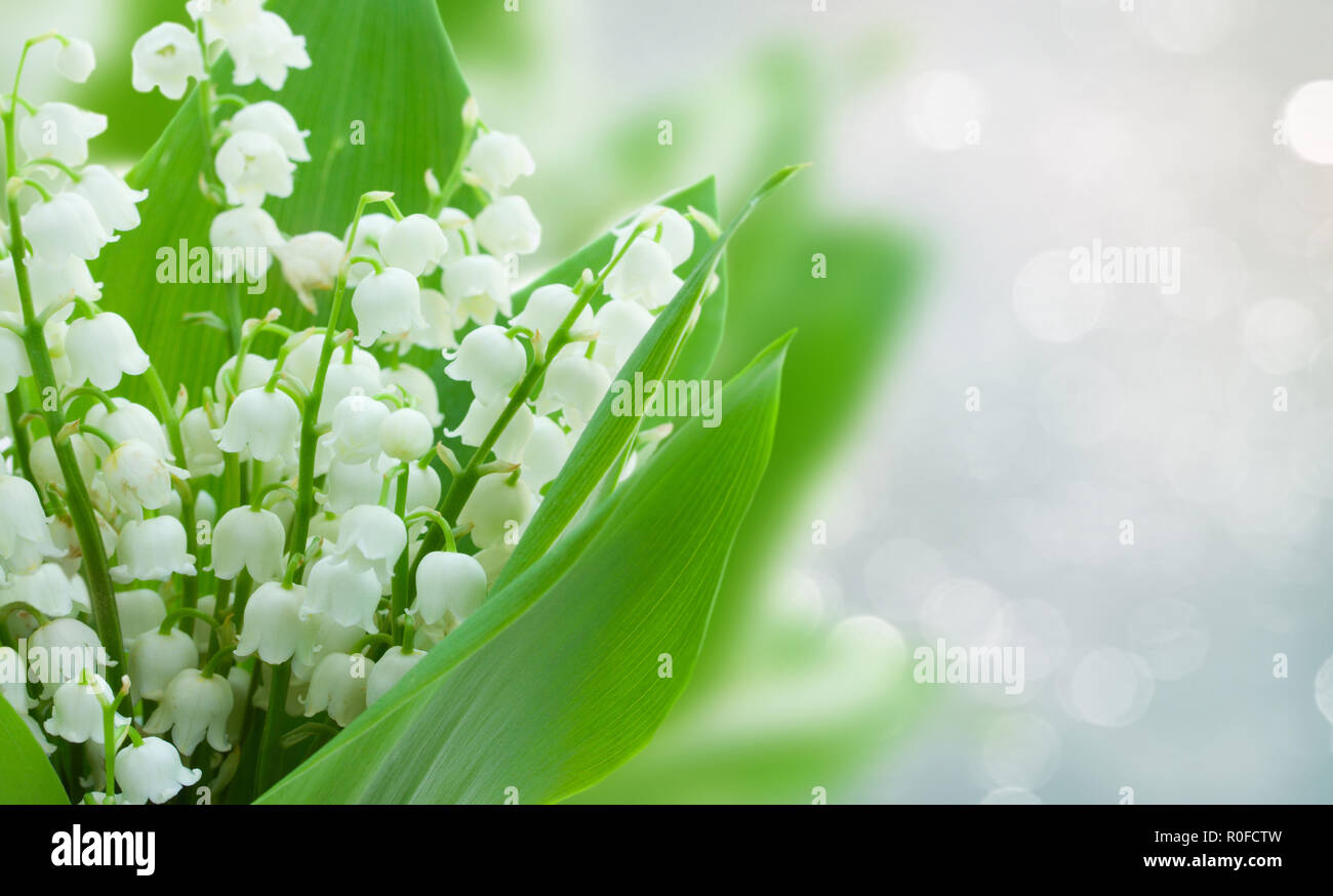 lilly of the valley flowers Stock Photo - Alamy