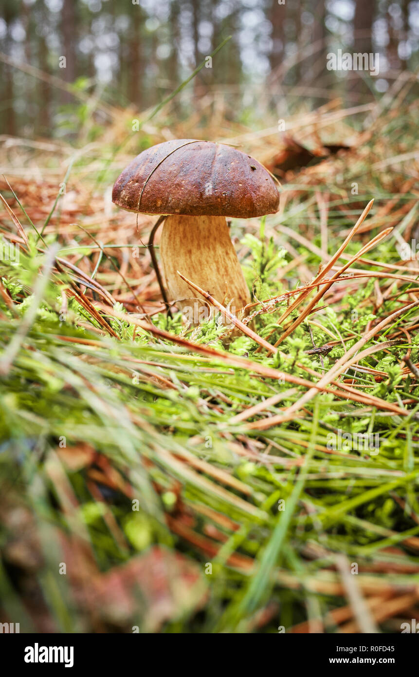 Close up picture of a cep (Boletus edulis, penny bun) in autumnal forest, selective focus. Stock Photo