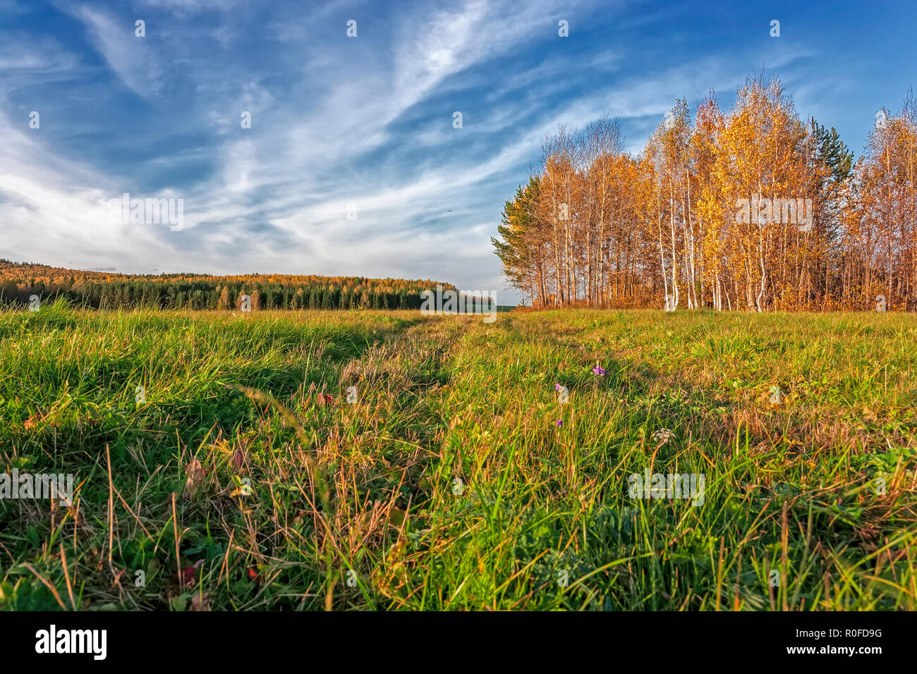 Autumn rural landscape mowed meadow on the background of trees with ...