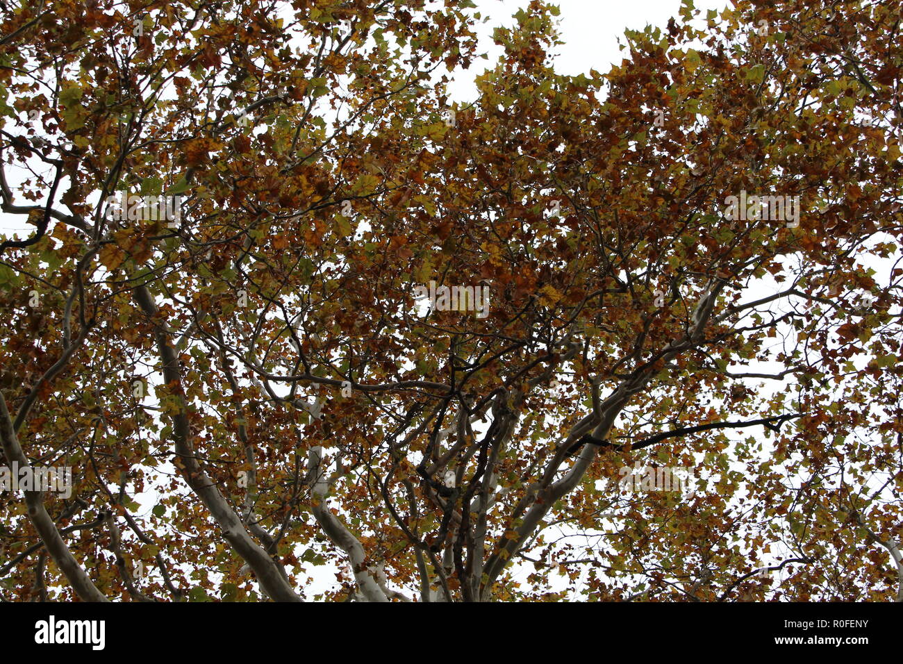Green and brown fall colors hi-res stock photography and images - Alamy