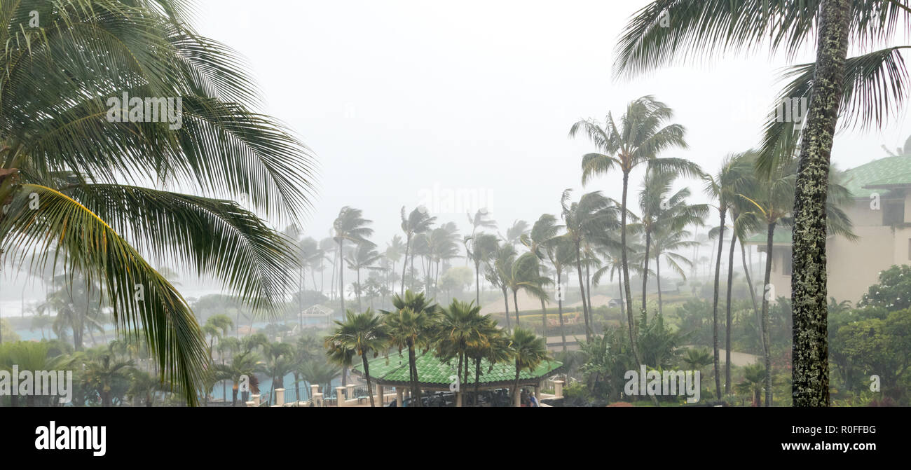 Hurricane winds and driving rain with palm trees swaying in the background view on tropical island Stock Photo