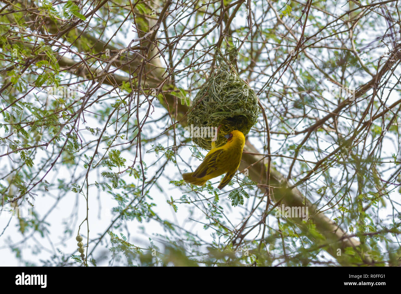 Masked weaver on the nest Stock Photo