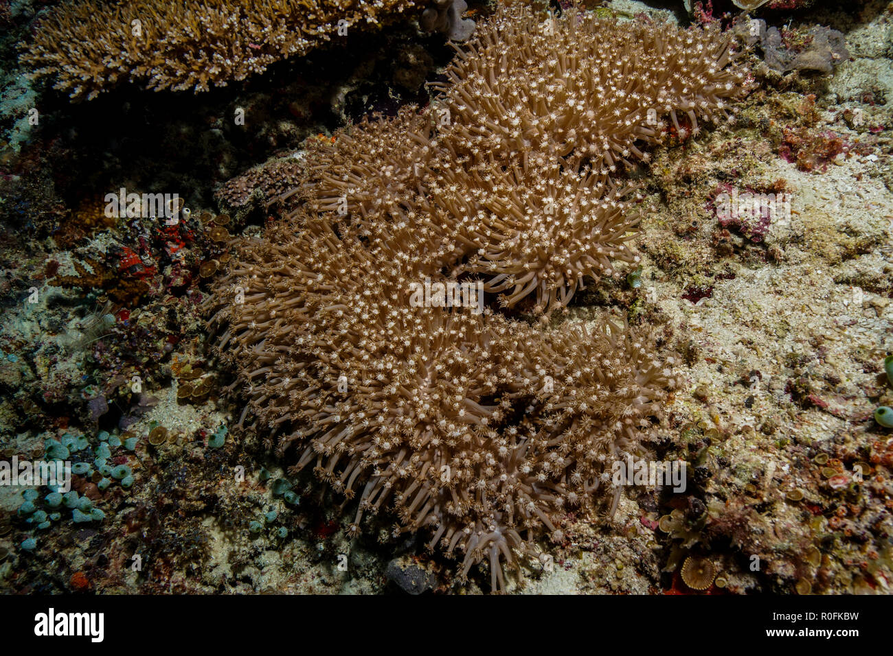 Goniopora Columna Coral at the Maldives Stock Photo