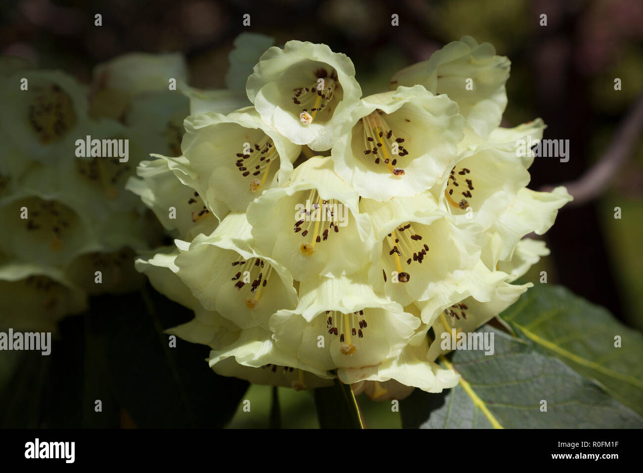 Rhododendron variety Falconeri x Macabeanum in flower Stock Photo