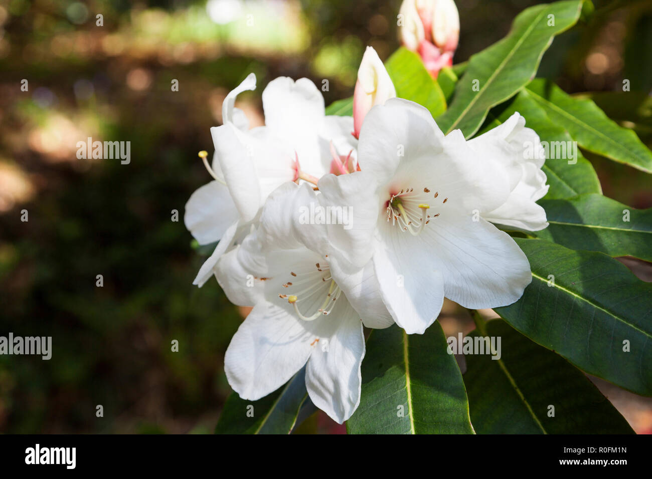 Rhododendron variety Griffithianum with white flowers Stock Photo
