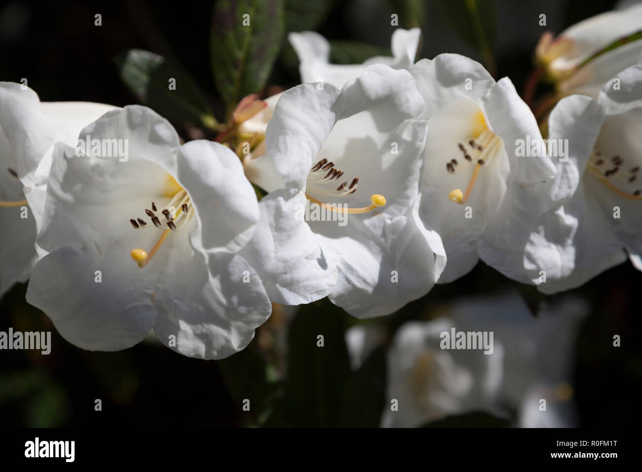 Spring flowering Rhododendon variety Lindleyi with white flowers Stock Photo