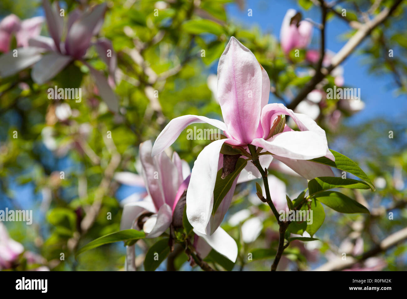 Spring flowering Magnolia variety Starwars with pink flowers. Stock Photo