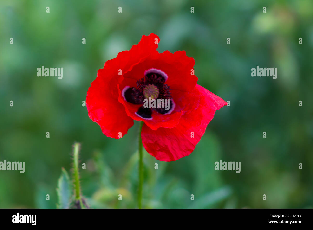 Papaver rhoeas, Wild Red Poppy Flower Stock Photo