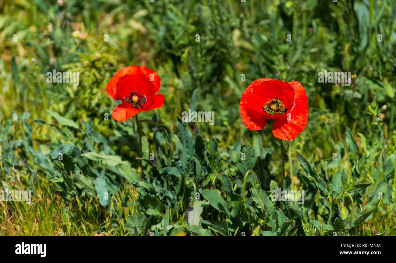 Papaver rhoeas, Wild Red Poppy Flower Stock Photo