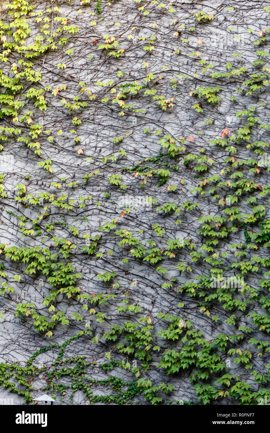 Grey wall fully covered with green ivy hanging, background texture