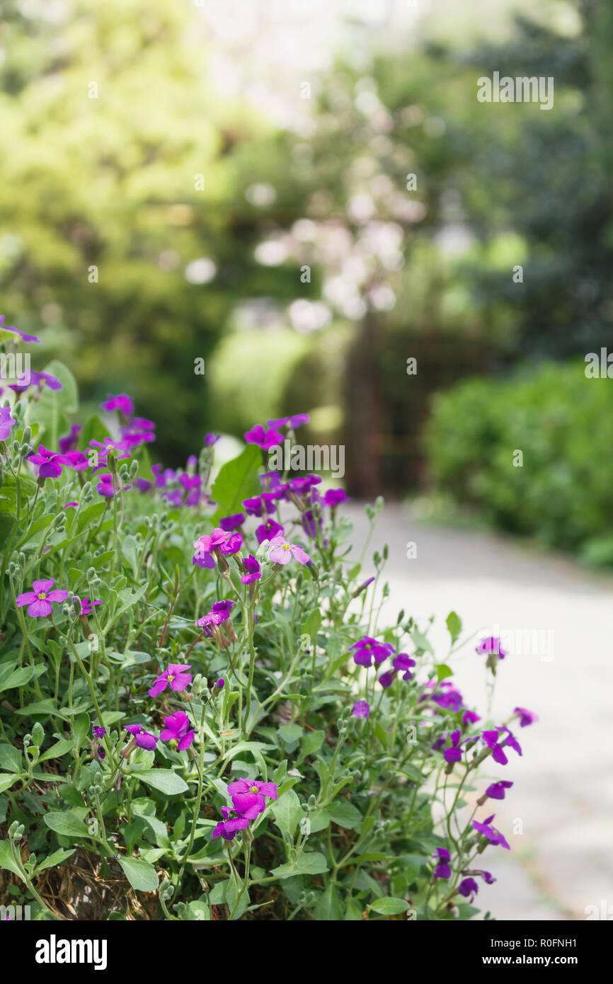 Small purple flowers foreground against background with green trees and path in garden Stock Photo