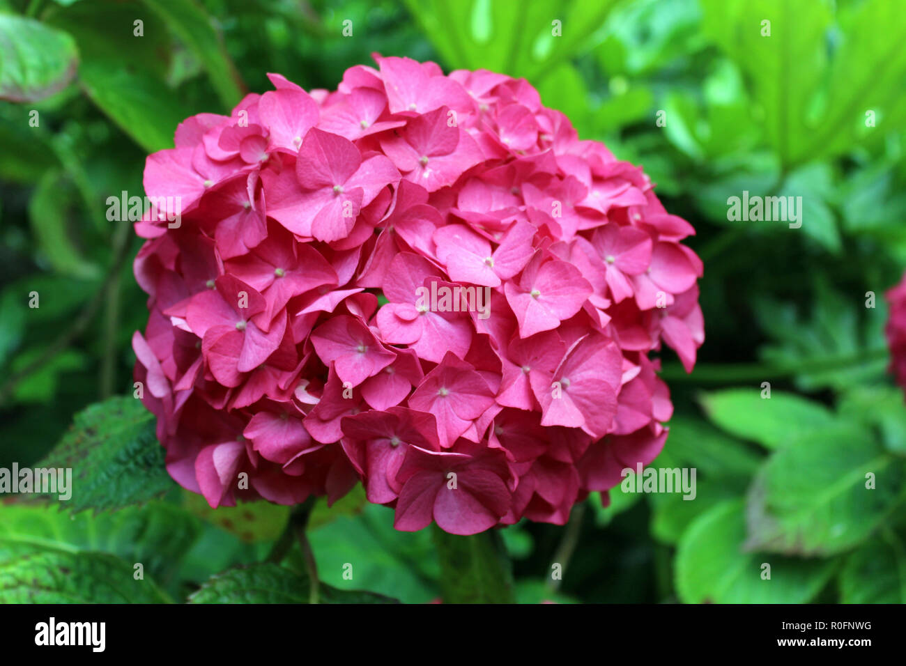 Wellington botanic gardens hires stock photography and images Alamy