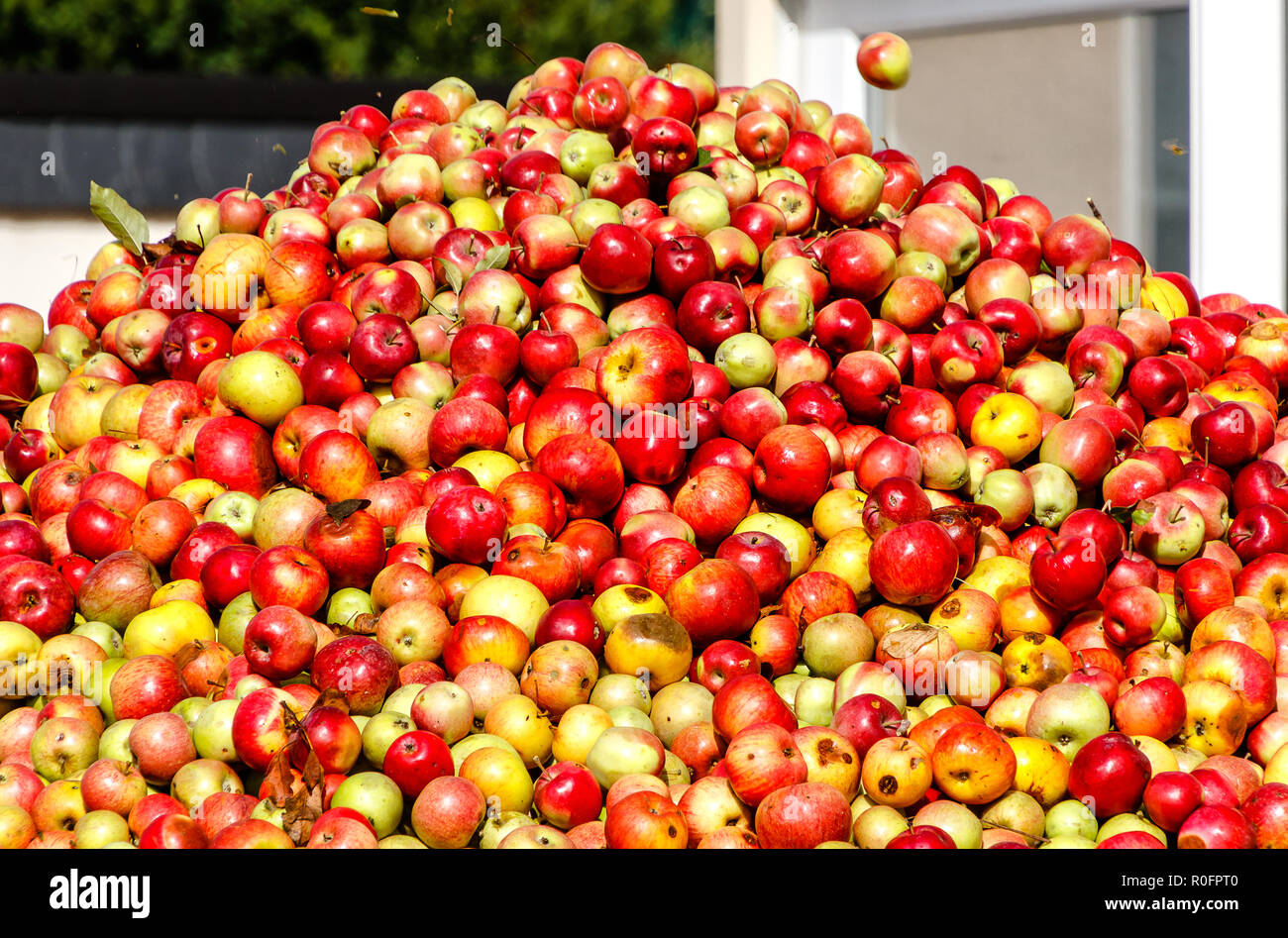 Rich apple harvest. Apple Mountain for making cider and apple juice in Hesse, Germany Stock Photo