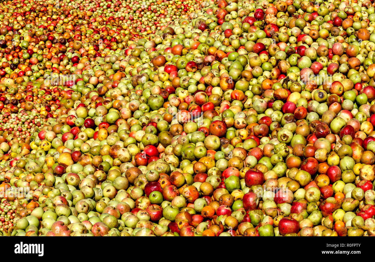 Hesse, Germany - Apples background - Rich apple harvest for cider and apple juice. Stock Photo
