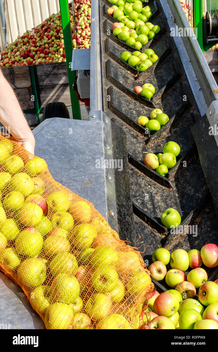 A new delivery to a german cider winery – Net bags full of beautiful fresh apples. Stock Photo