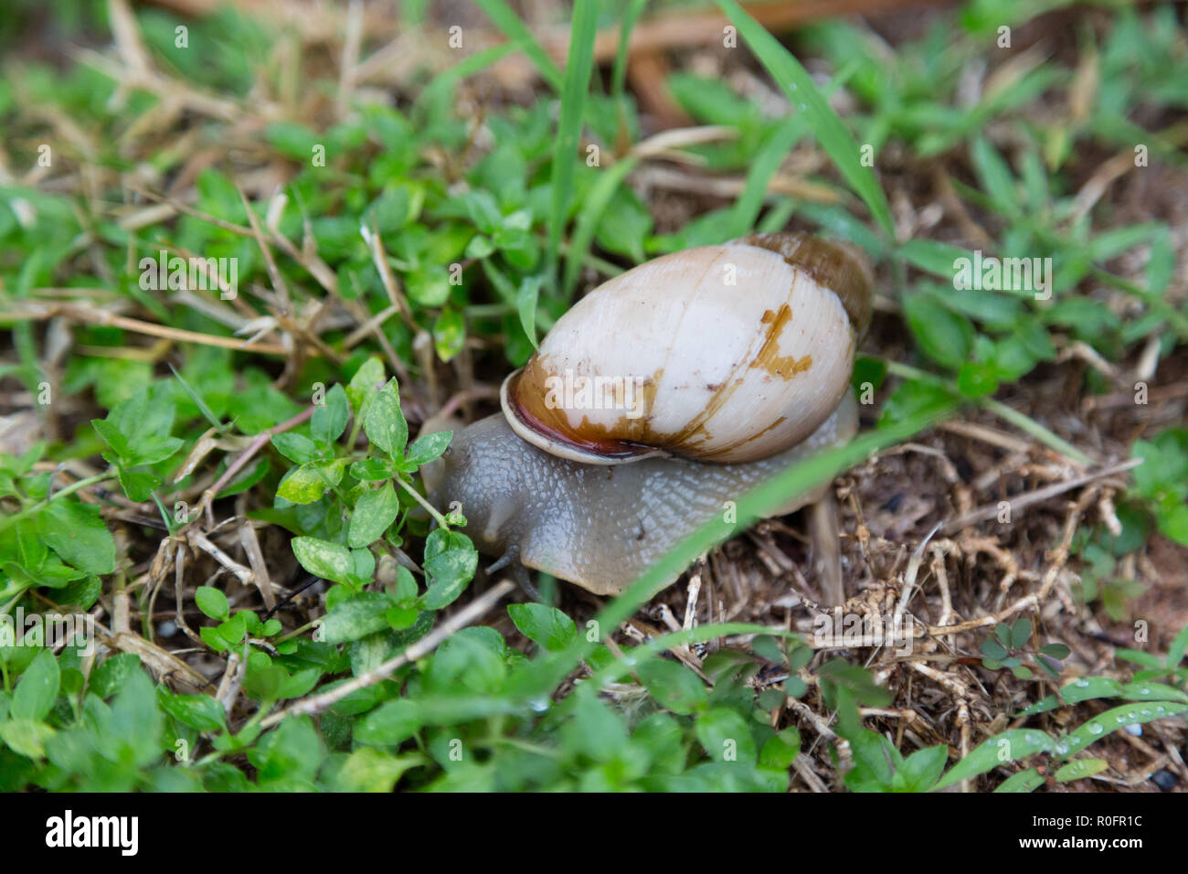Land snail (Megalobulimus sp.) comes out after the rain to rasp softened nutrients from the surfaces of plants on the ground, Asuncion, Paraguay Stock Photo