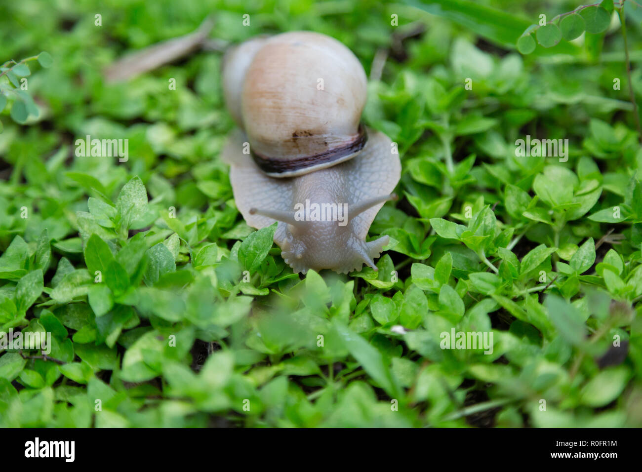 Land snail (Megalobulimus sp.) comes out after the rain to rasp softened nutrients from the surfaces of plants on the ground, Asuncion, Paraguay Stock Photo