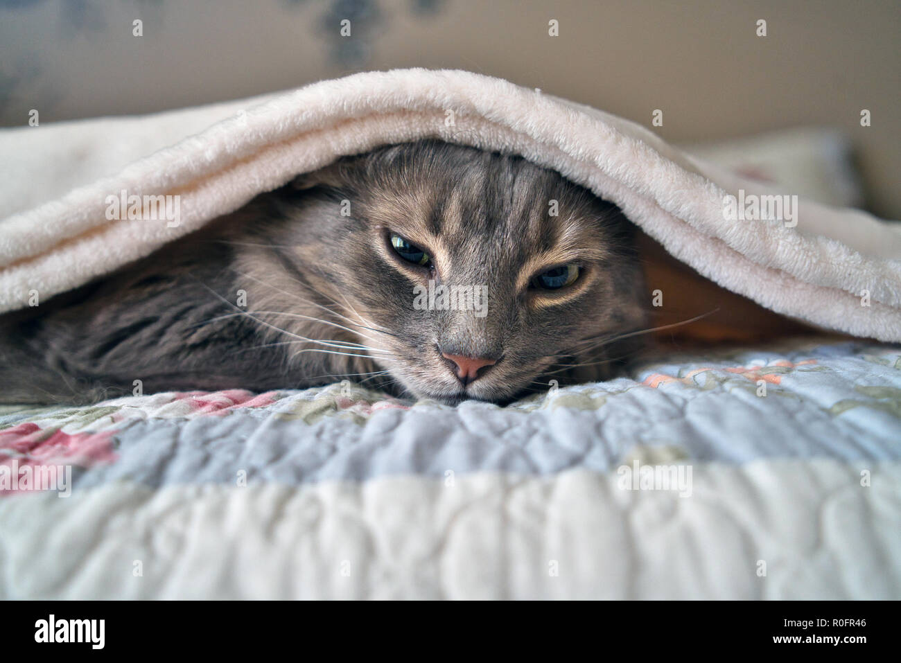 Montreal,Canada, 30 September, 2018.Cat taking a cat-nap underneath bed covers. Credit:Mario Beauregard/Alamy Live News Stock Photo