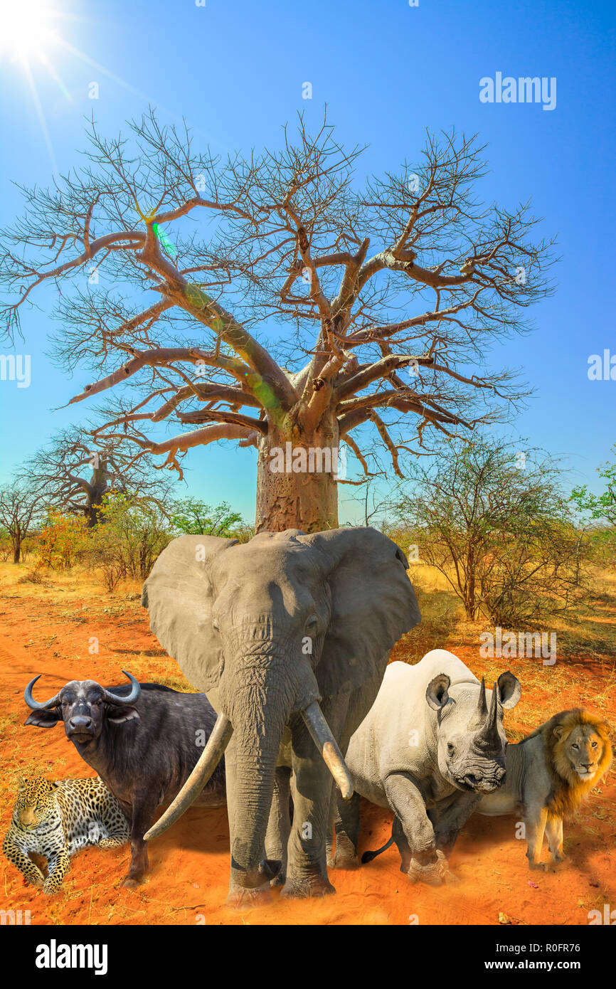 African baobab tree with Big Five collage: Leopard, Buffalo, Elephant, Black Rhino and Lion in savannah landscape. African safari scene with wild animals. Blue sky. Vertical shot. Dry season. Stock Photo