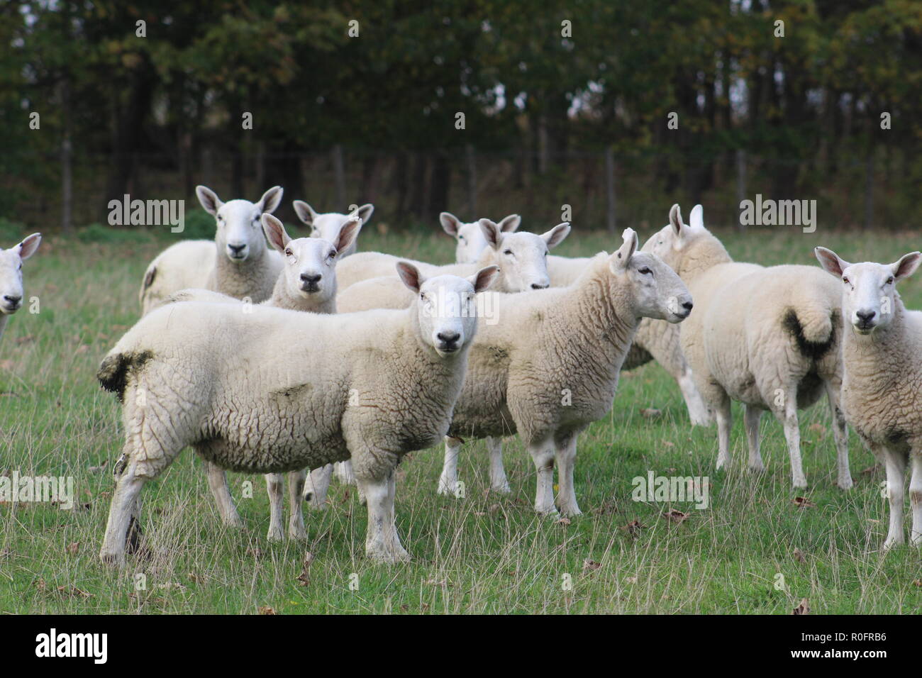 A flock/ herd of sheep grazing in a field in Yorkshire, Britain in the UK Stock Photo