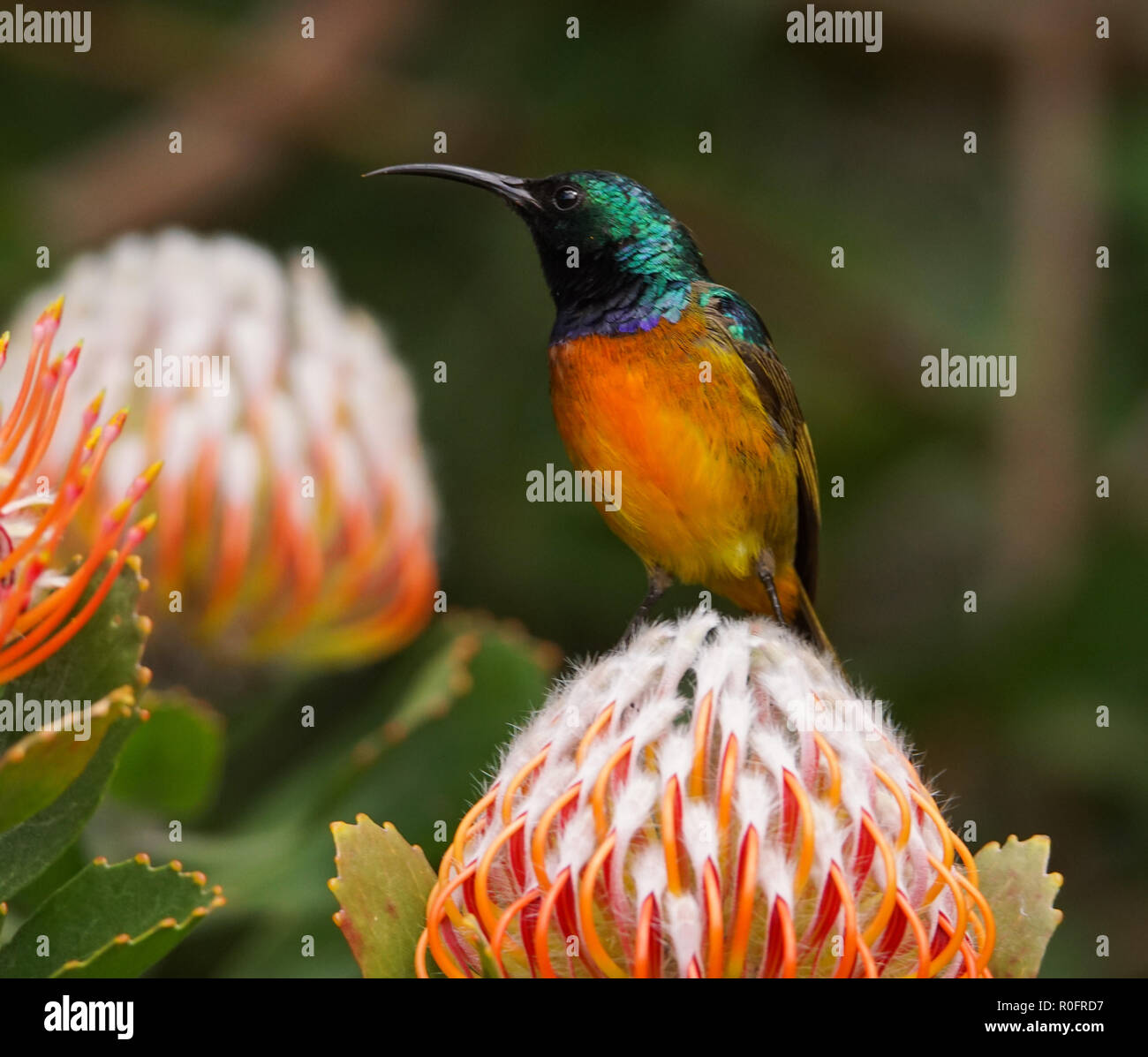 Orange Breasted Sunbird Stock Photo