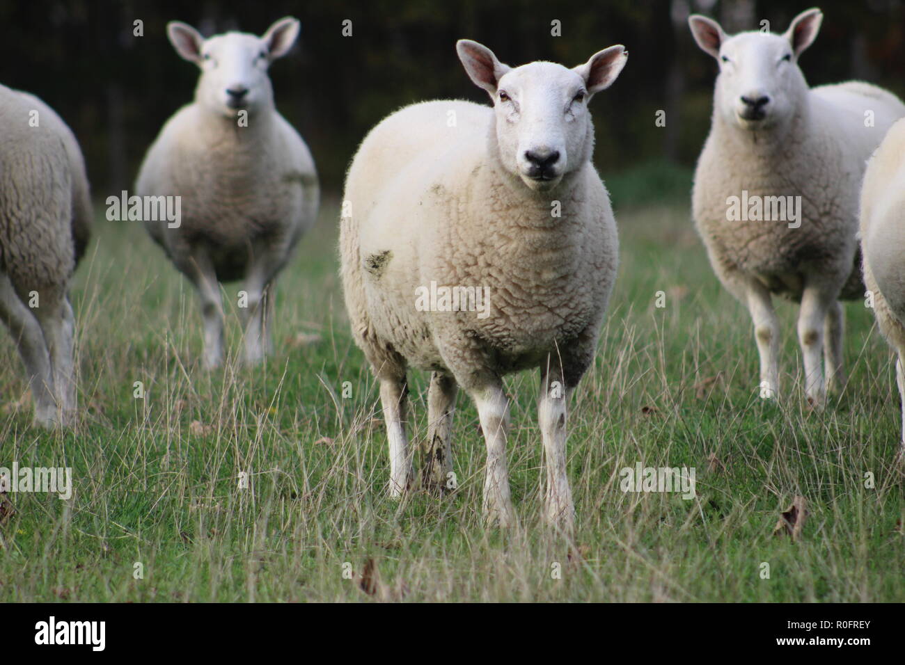 A flock/ herd of sheep grazing in a field in Yorkshire, Britain in the UK Stock Photo