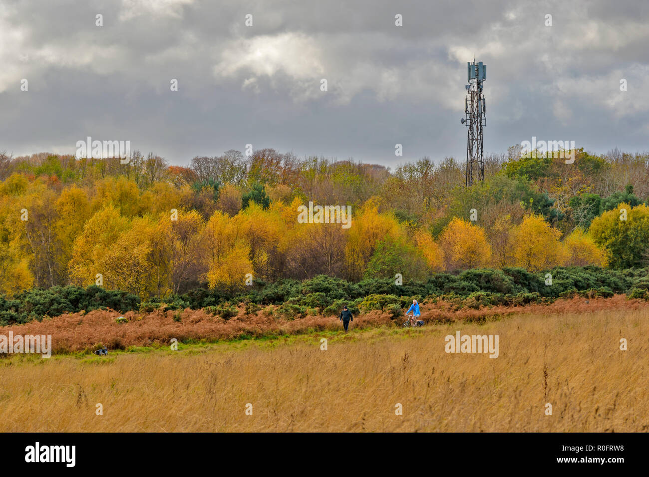 SCOTSTOWN MOOR LOCAL NATURE RESERVE ABERDEEN CITY SCOTLAND AUTUMN TREES