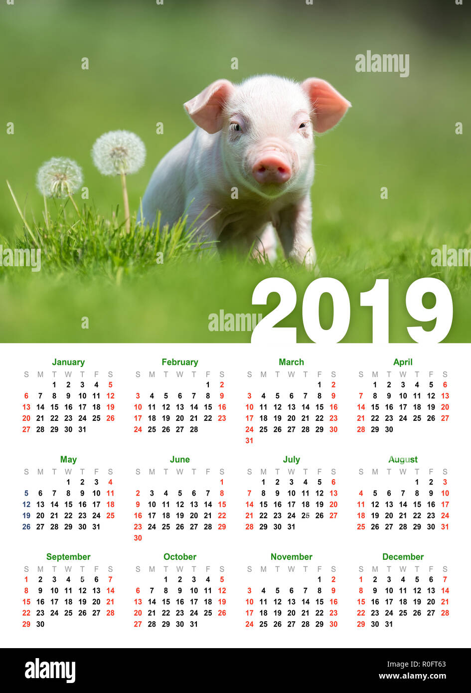 Baby funny piglet in grass. Calendar 2019 year Stock Photo