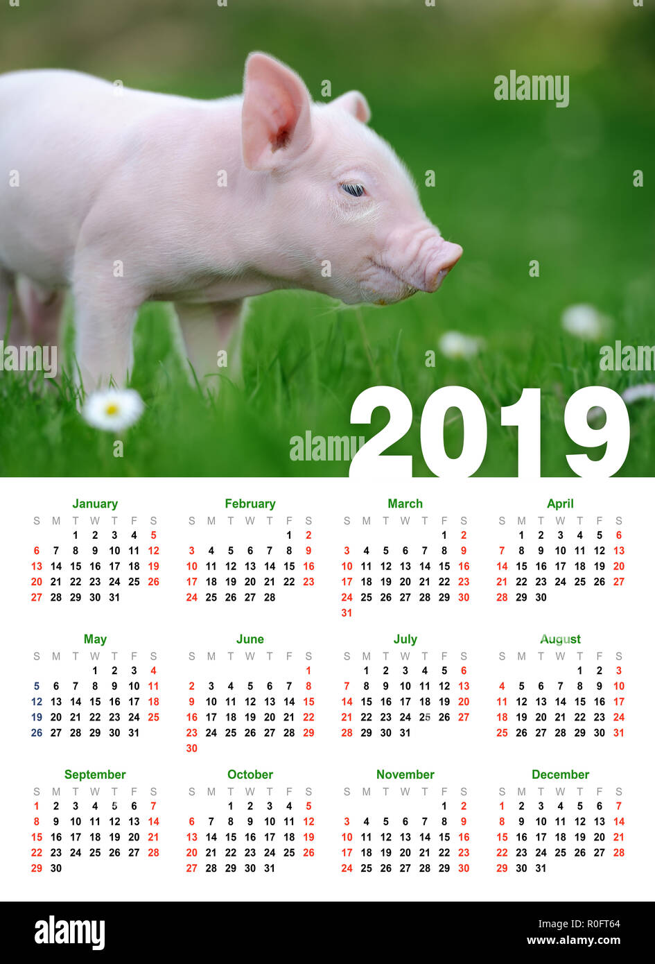 Baby funny piglet in grass. Calendar 2019 year Stock Photo