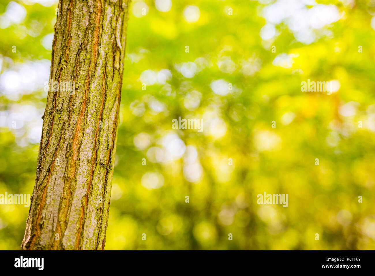 Tree closeup with blurred background, green ecology concept. Forest, tees,  nature Stock Photo - Alamy