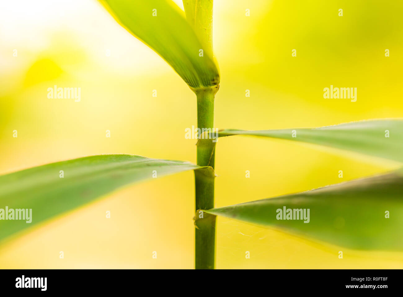 Abstract nature plant background. Floral details, macro image Stock Photo