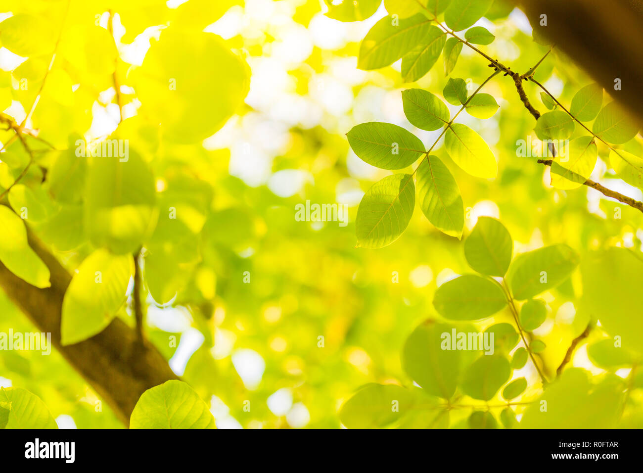 Beautiful green leaves on the green backgrounds. Fresh green nature background Stock Photo