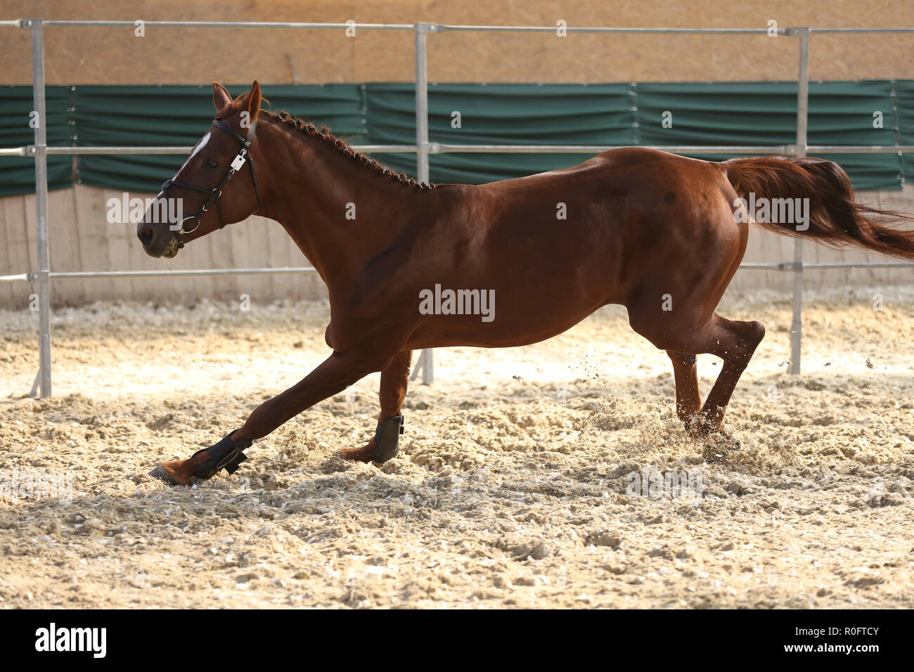 Thoroughbred horse running free without rider in the riding hall Stock