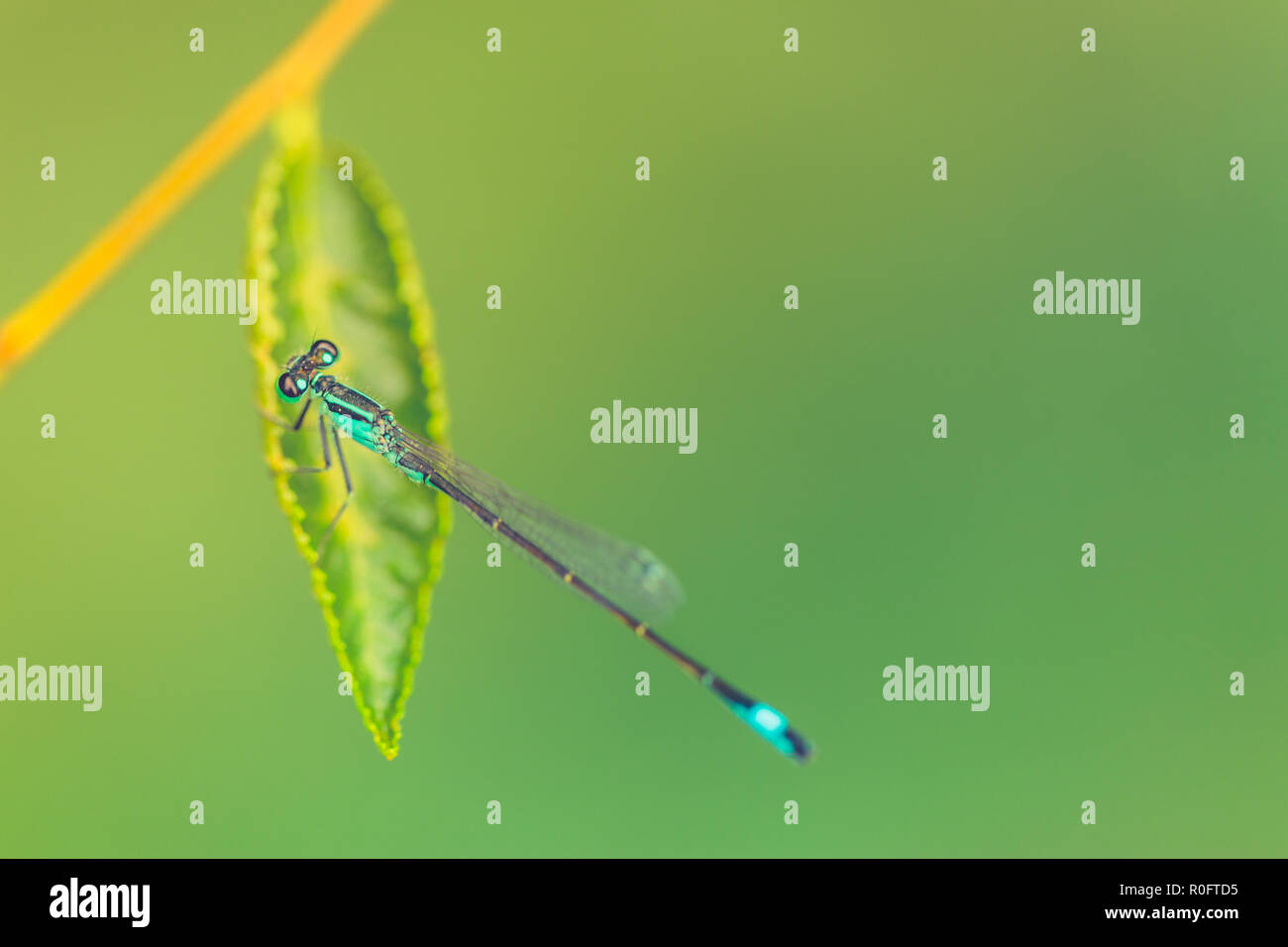 Blue dragonfly fresh green leaf. Nature environment, spring summer insect nature details. Stock Photo