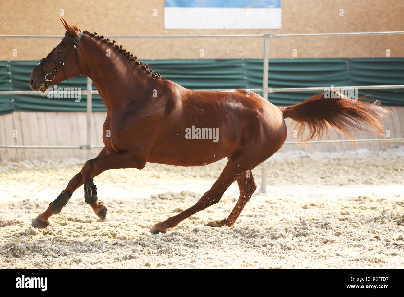 Thoroughbred horse running free without rider in the riding hall Stock