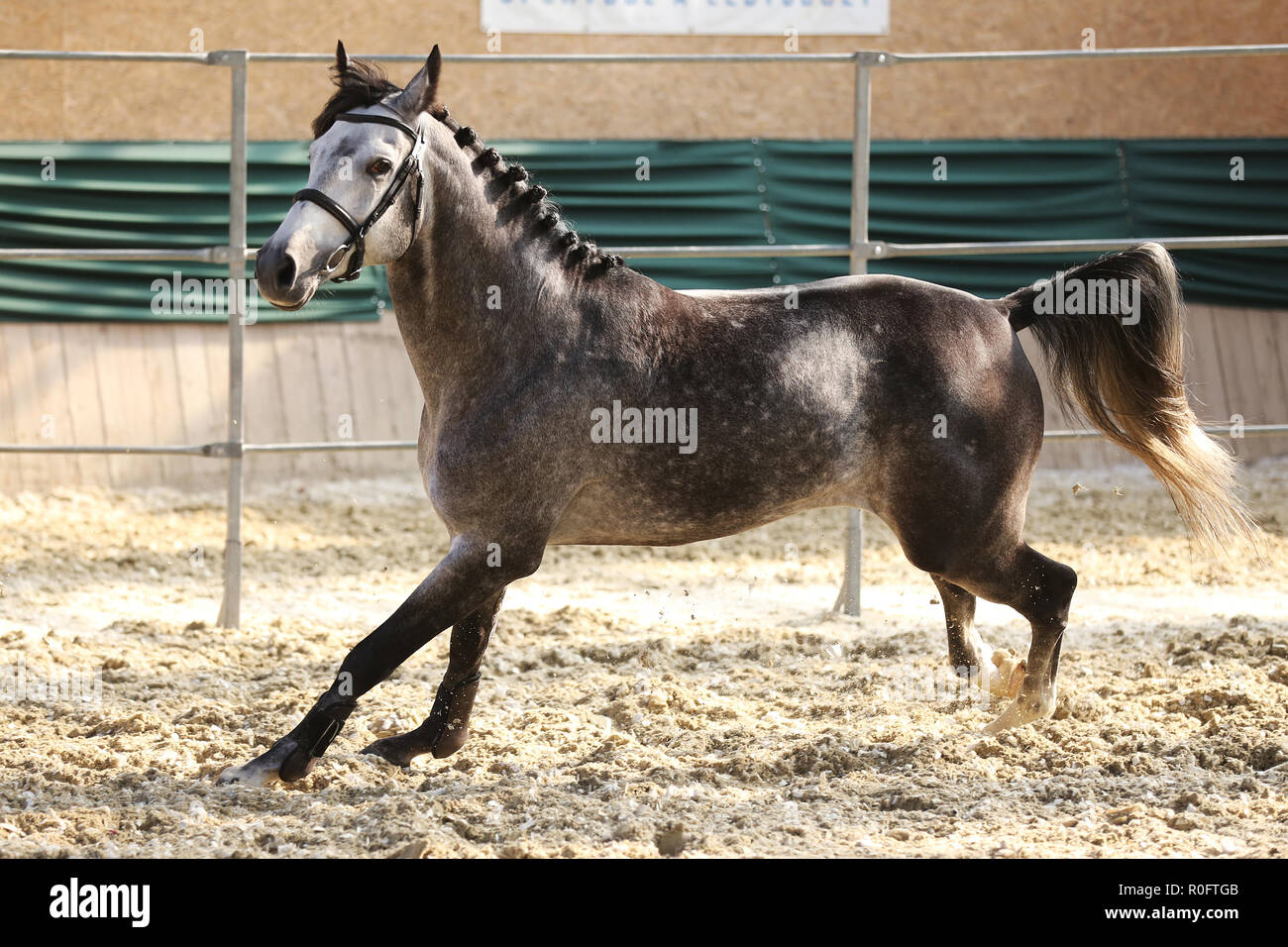 Thoroughbred horse running free without rider in the riding hall Stock