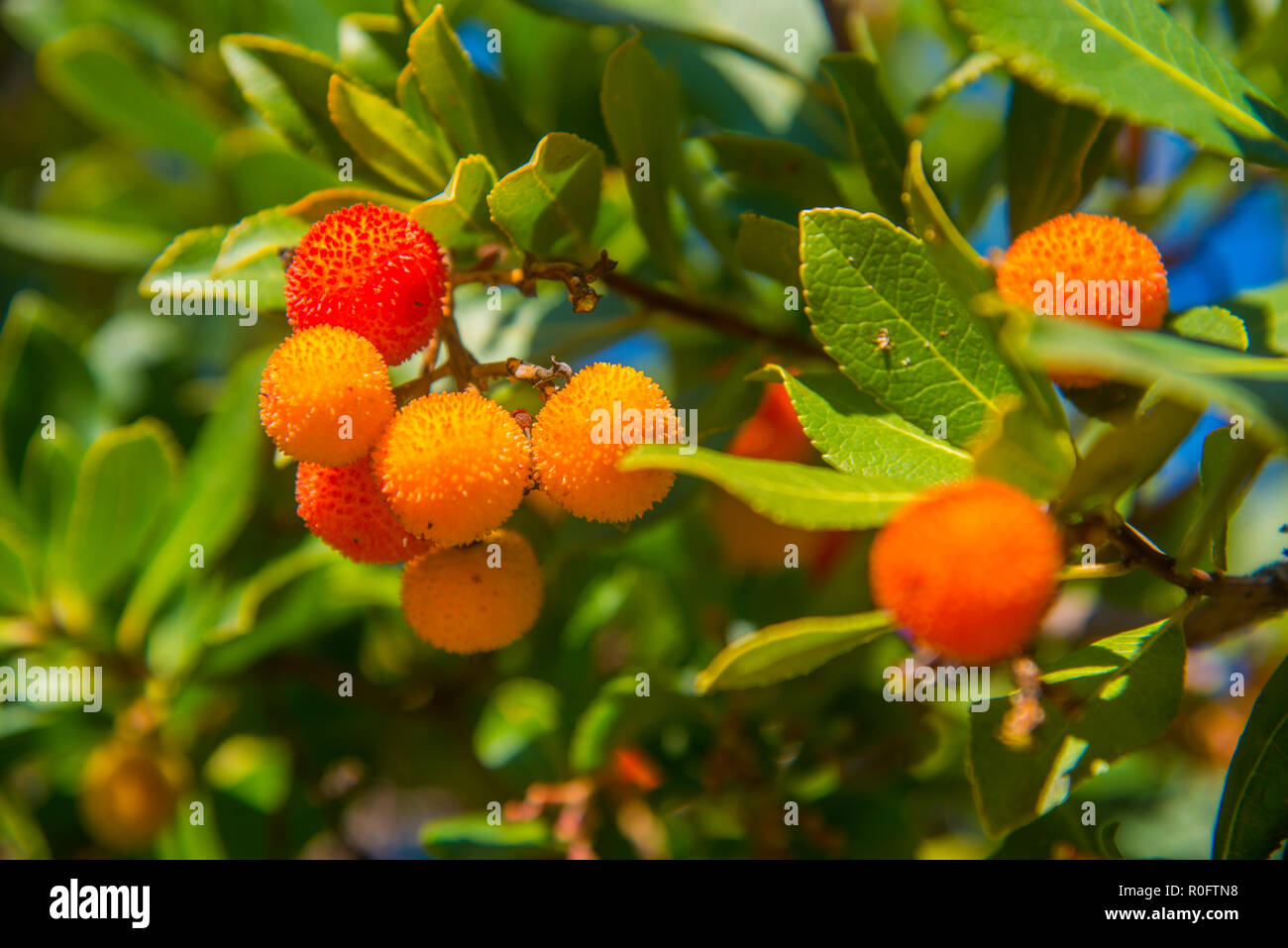 Arbutus fruits. Stock Photo