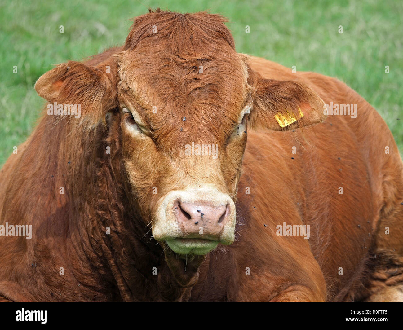 massive sitting brown bull from a breeding herd of beef cattle staring straight at the camera in the Northern Pennines, Cumbria, England, UK Stock Photo