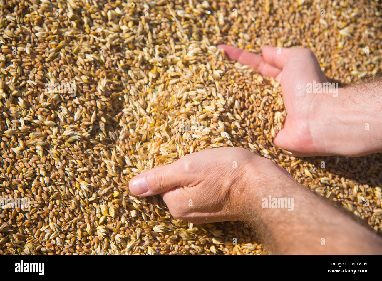 Hands taking a handful of wheat grains. Stock Photo