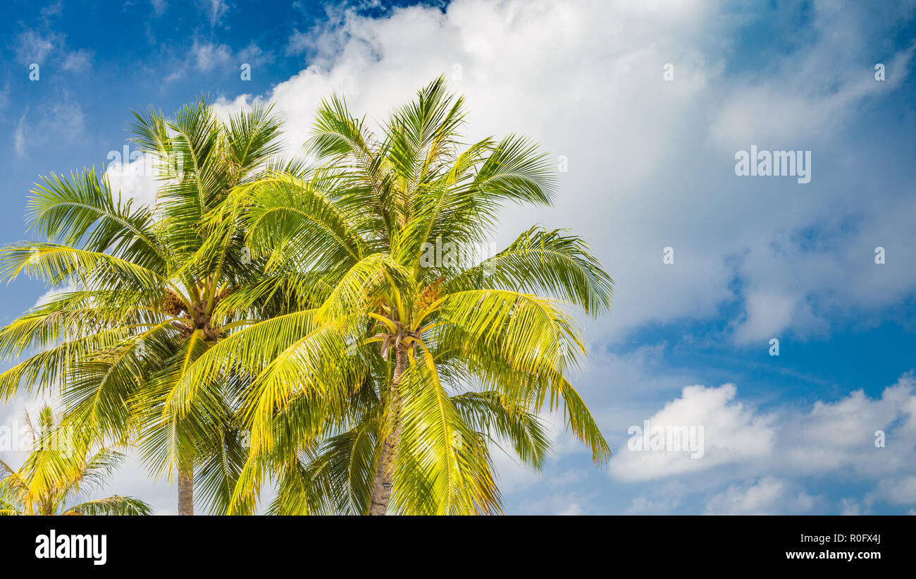 Beautiful beach tropical palm hi-res stock photography and images - Alamy