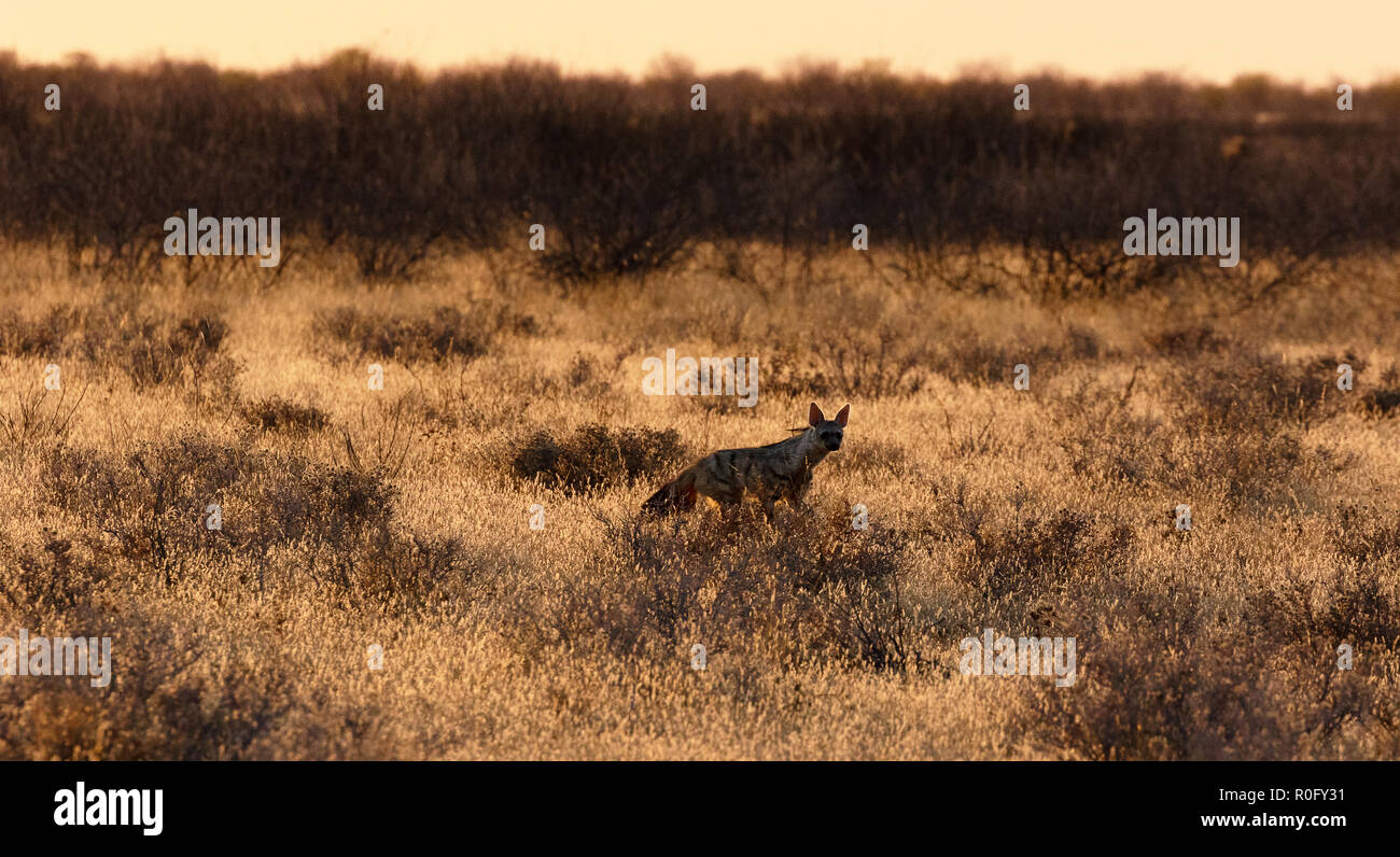 Aardwolf, Proteles cristata, Etosha National Park, Namibia Africa Stock ...