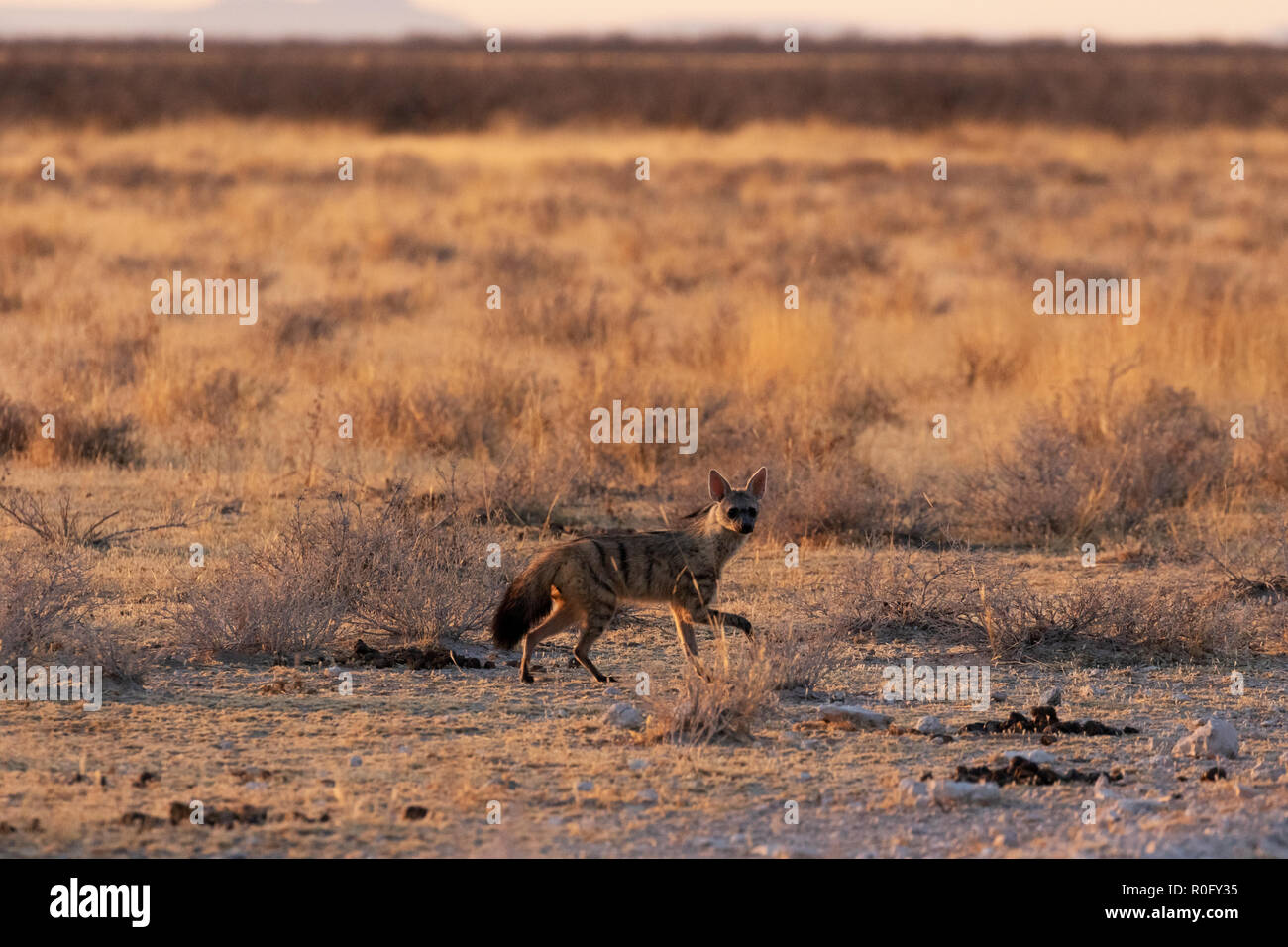 Aardwolf, Proteles cristata, Etosha National Park, Namibia Africa Stock Photo