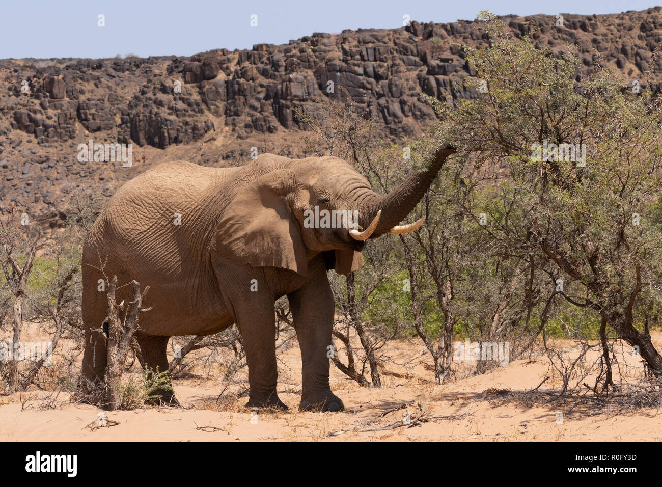 Pregnant African elephant feeding, Haub river bed, Damaraland, Namibia Africa Stock Photo