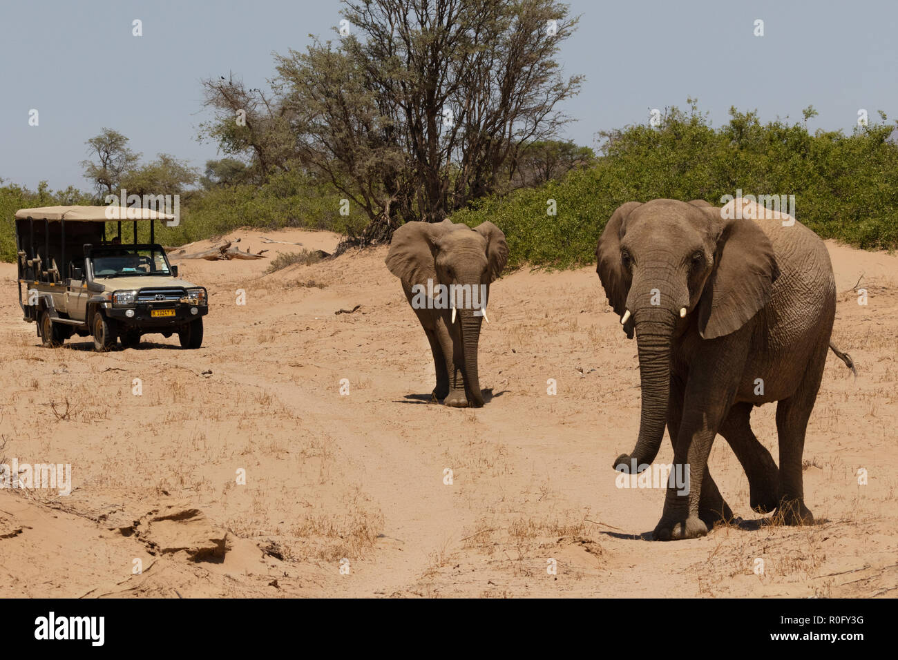 Namibia safari - tourists on a jeep safari looking at desert elephants, Haub River bed, Damaraland, Namibia Africa Stock Photo