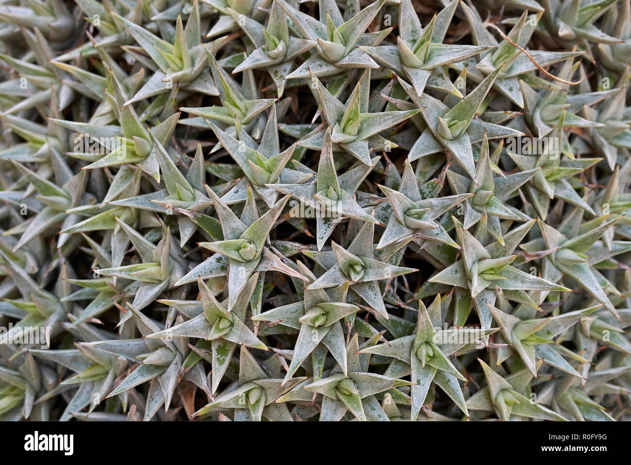 Deuterocohnia brevifolia close up Stock Photo